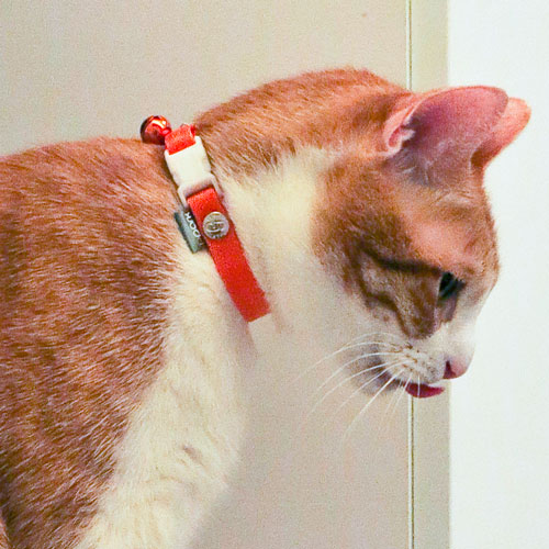 Cat Collar