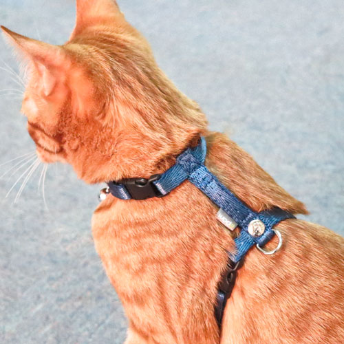 Cat Harness